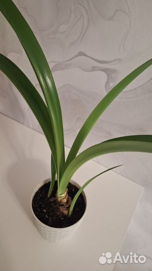 Гиппеаструм