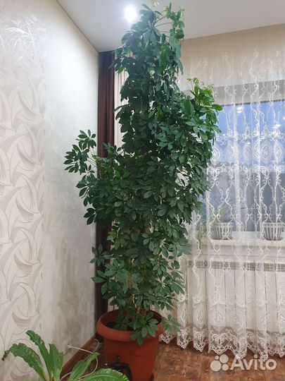 Комнатные цветы шефлера