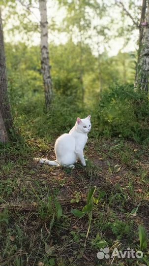 Белый кот с разноцветными глазами