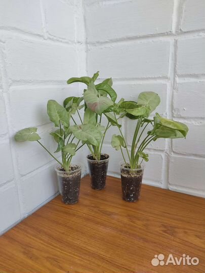 Сингониумы