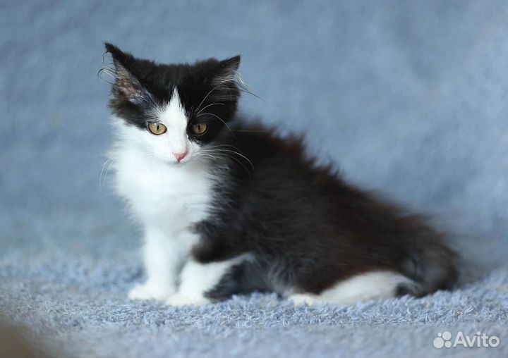 Котенок кошка в дар бесплатно