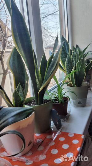 Домашние цветы.Сансевиерия