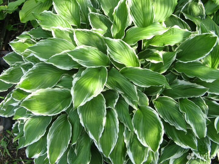 Многолетние растения (молодило, хосты, ирис)