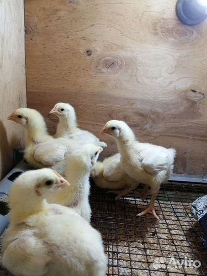 Бройлер Индейка Гусята Утята