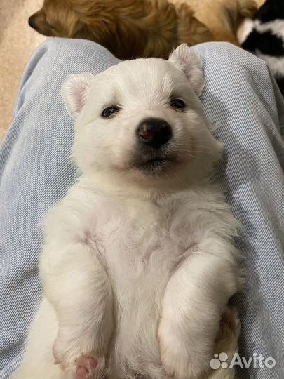 Щенки метисы