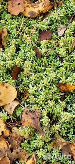 Мох сфагнум