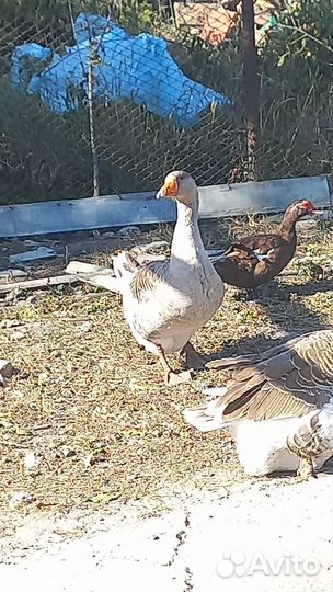 Крупные серые гуси