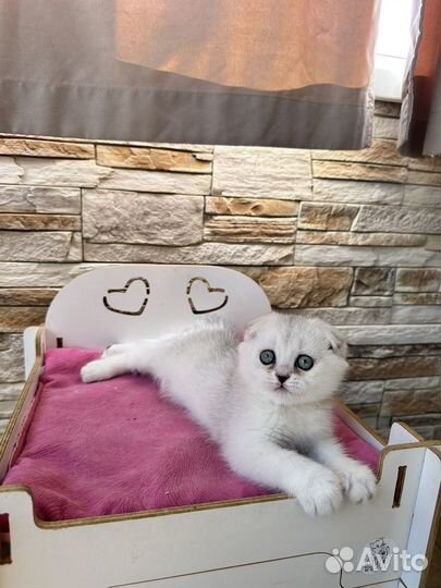 Шиншилловая Симка