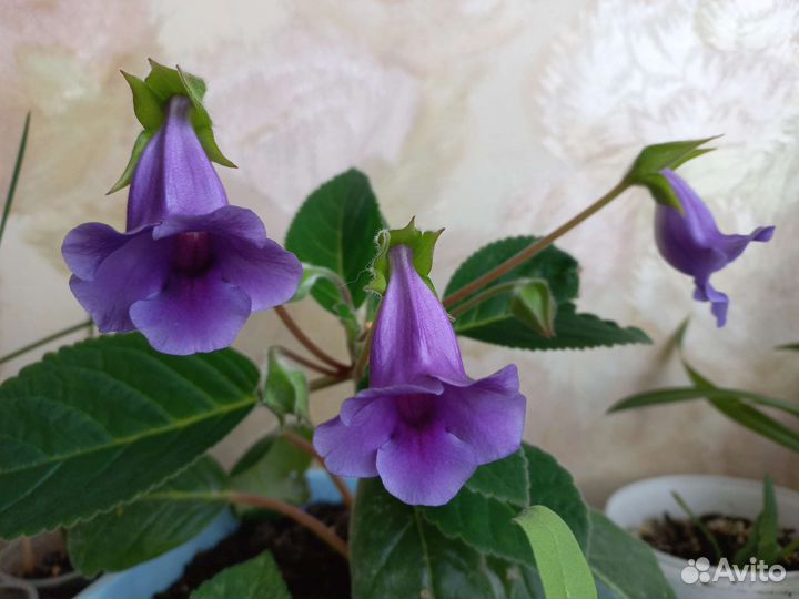 Комнатные растения. цветущие глоксинии