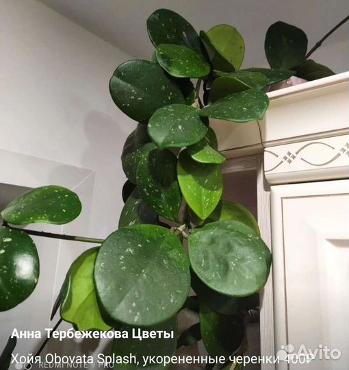 Хойи разных сортов Хойя комнатные цветы