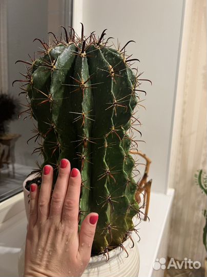 Кактус большой
