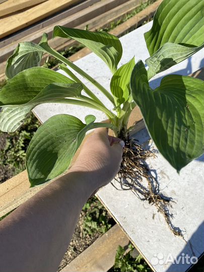 Продам деленки хоста