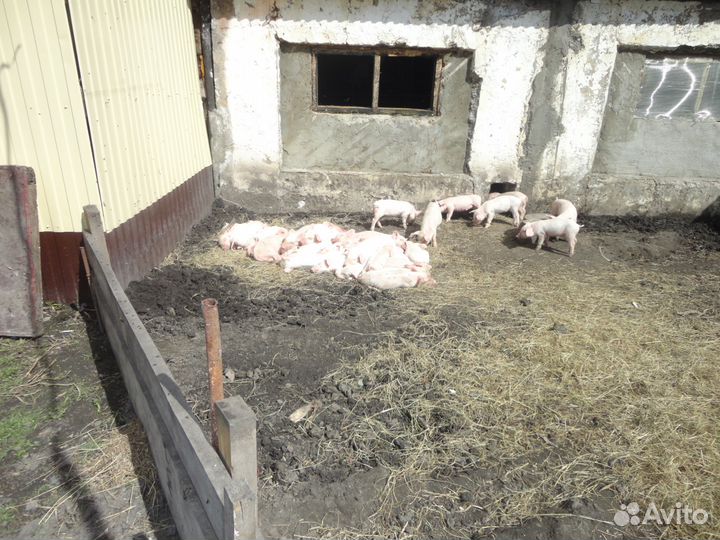 Поросята породистые