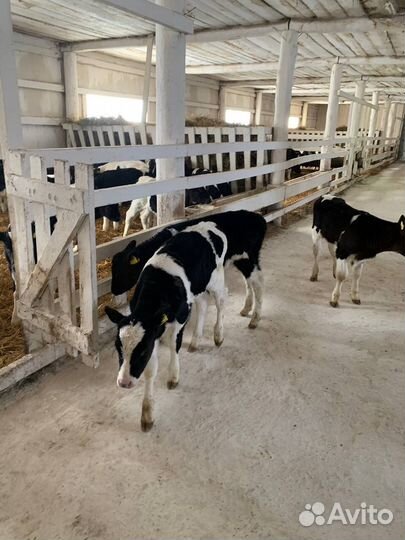 Телята, телочки, бычки