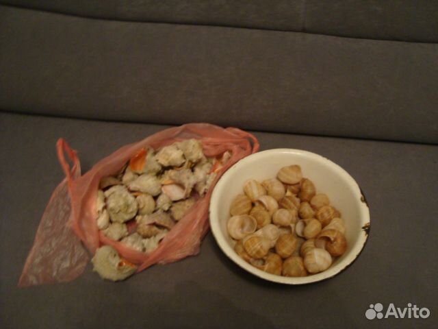 Аквариум Ракушки