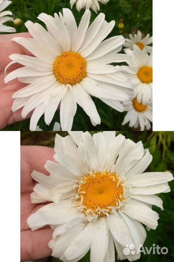 Букет из ромашек, гипсофилы