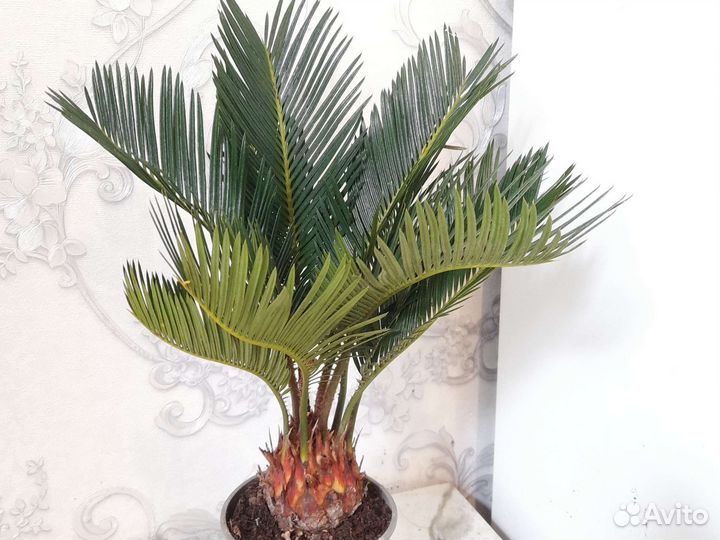 Цикас революта