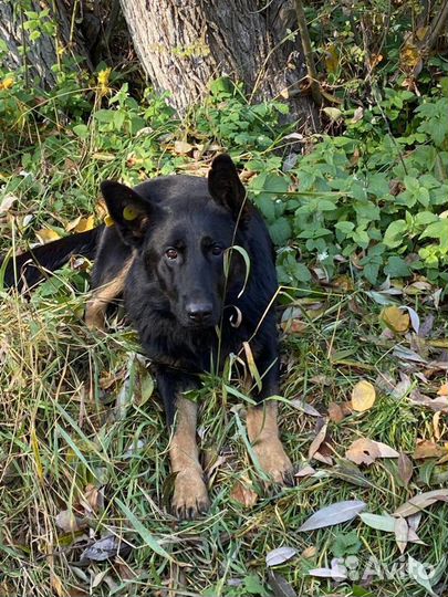 Герда ищет дом