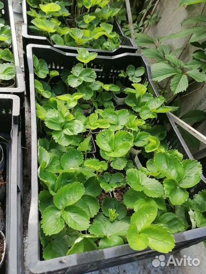 Рассада клубники в стаканах, зкс