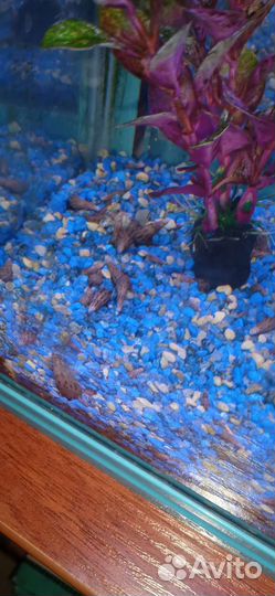 Улитка Мелания для аквариума