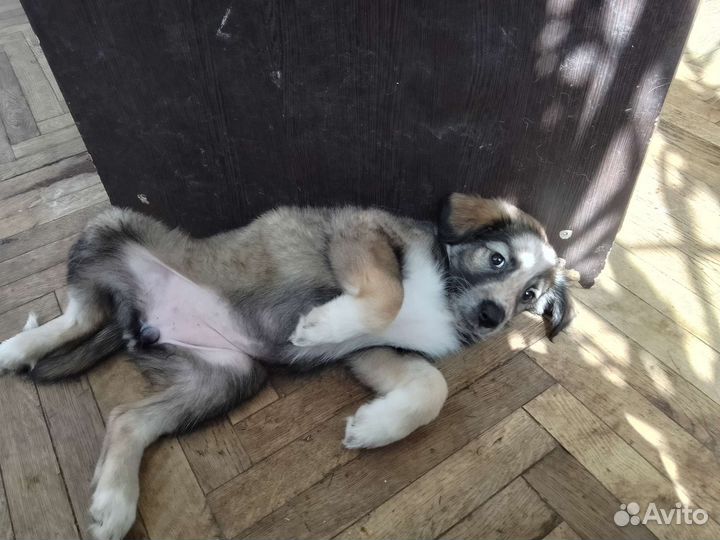 Отдам щенков