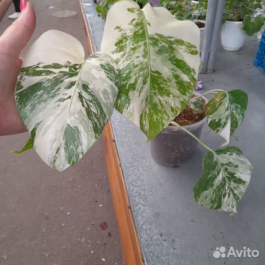 Монстера Альба