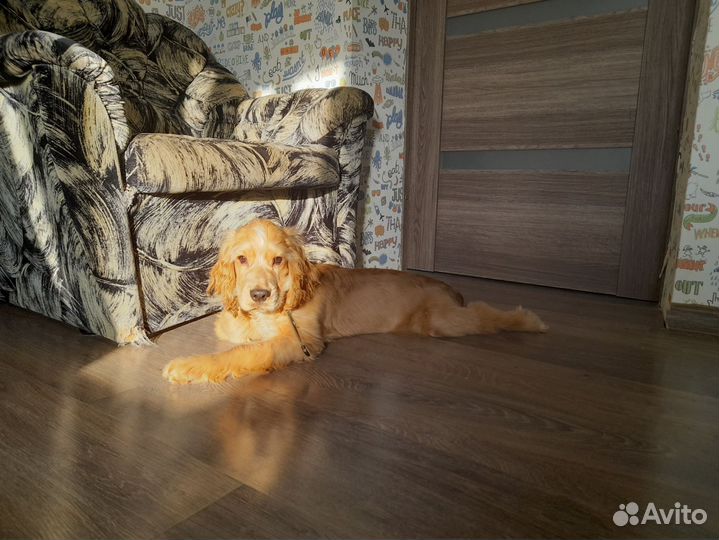 Кокер спаниель вязка
