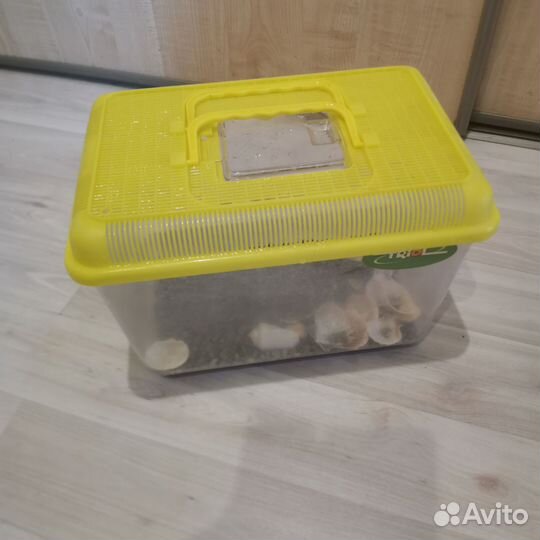 Аквариум - террариум для переноса