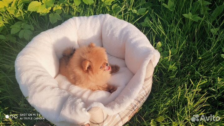 Померанский шпиц, померанская куколка, мини