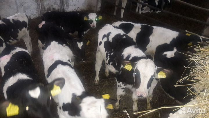 Бычки телята