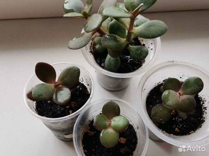 Денежное деревце в добрые ручки