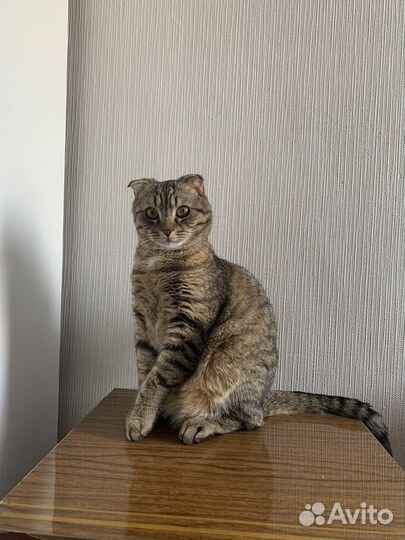Вислоухий кот