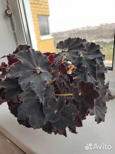 Бегония Black fang
