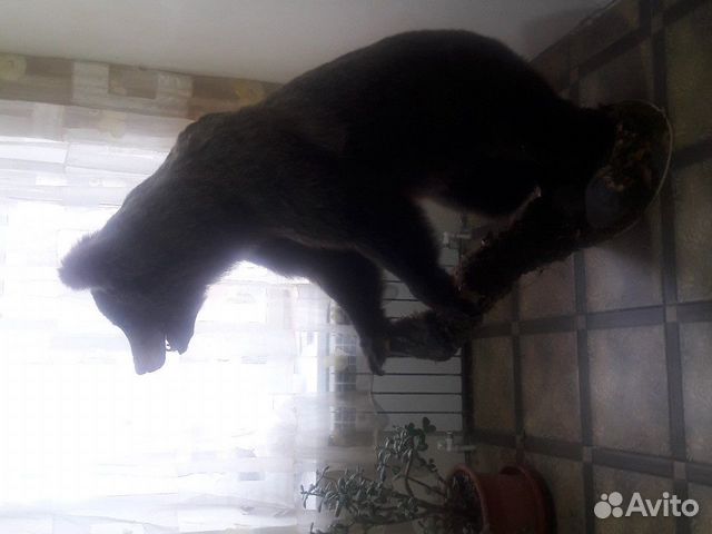 Охота и рыбалка