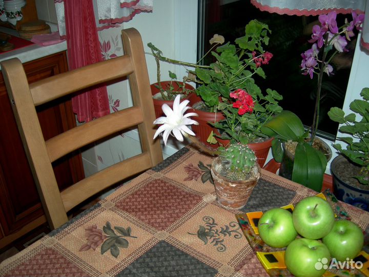 Продам кактусы