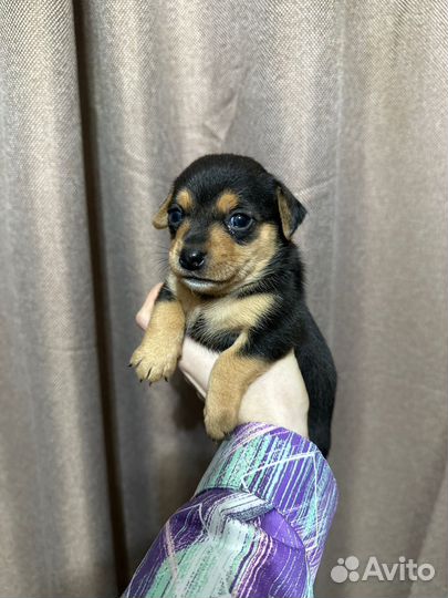 Щенки пинчера