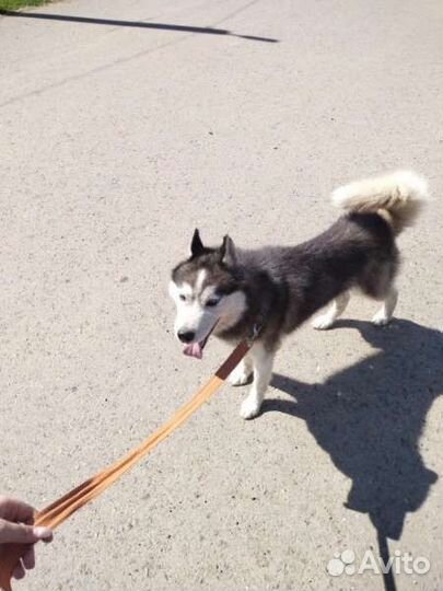 Собаки бесплатно хаски