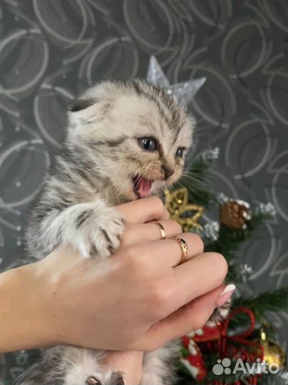 Шотландские вислоухие котята