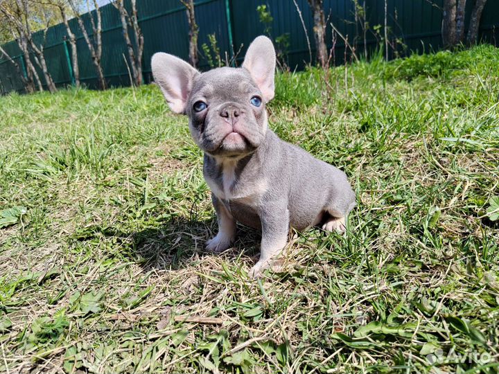 Сладкие булочки шоколадки, лиловые, голубые