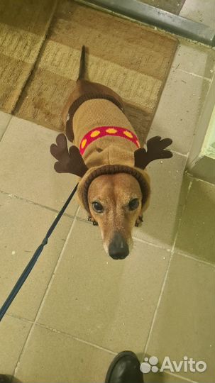 Такса вязка (кабель)