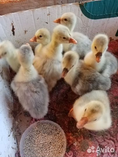 Гусята домашние, недельные