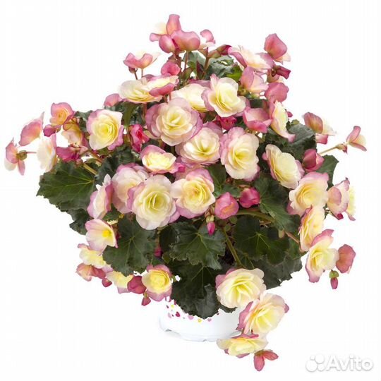 Бегония элатиор