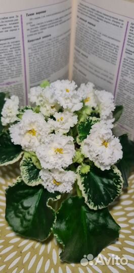 Фиалка белая