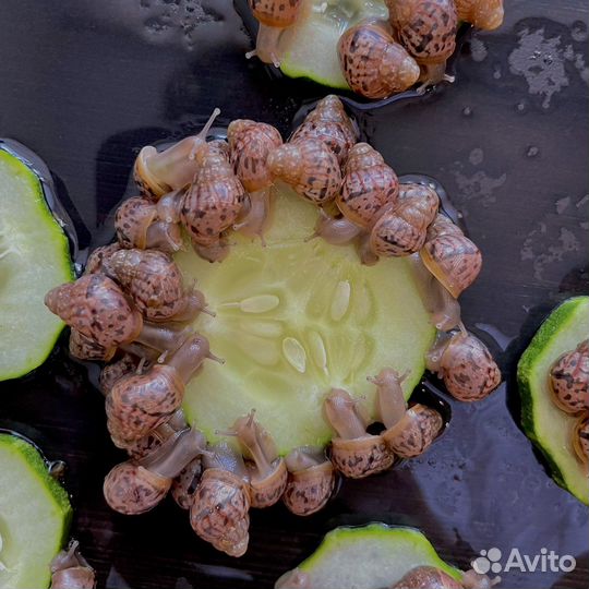 Улитки ахатины