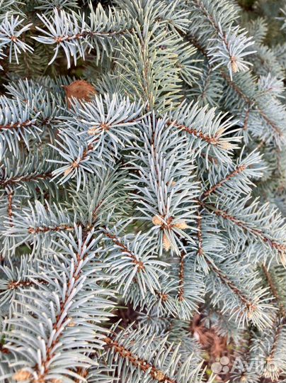 Ель голубая саженцы