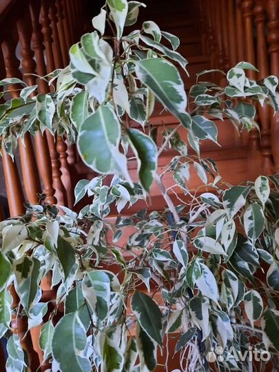 Бенджамина