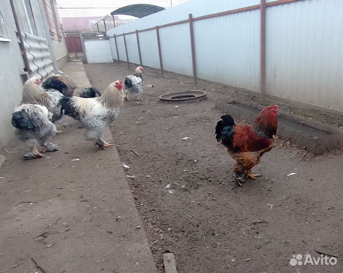 Петухи породы Брама