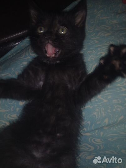 Шотландский котенок
