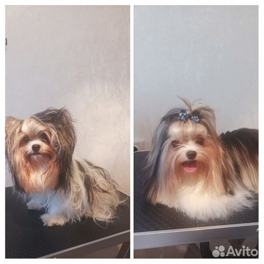 Груминг Грумер Стрижка собак