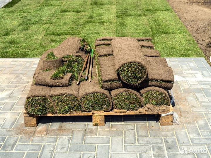 Продажа рулонного газона эконом